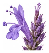 Agastache flower detail