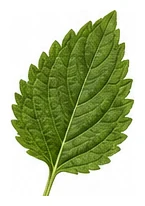 Agastache leaf detail