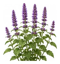 Agastache whole plant