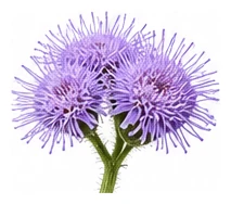 Ageratum flower detail