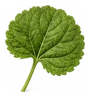 Ageratum leaf detail