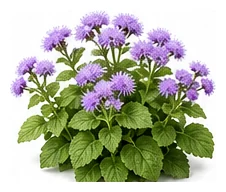 Ageratum whole plant