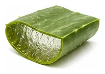 Aloe Vera harvest / detail