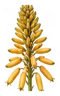 Aloe Vera flower detail