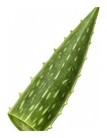 Aloe Vera leaf detail