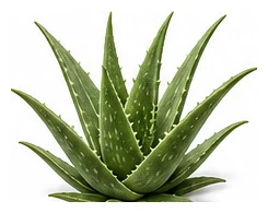 Aloe Vera whole plant