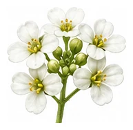 Alyssum flower detail