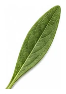 Alyssum leaf detail