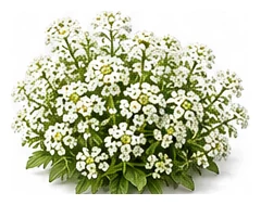 Alyssum whole plant
