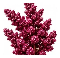Amaranth flower detail