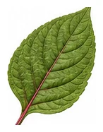 Amaranth leaf detail