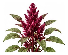 Amaranth whole plant