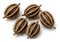 Angelica harvest / detail