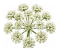 Angelica flower detail