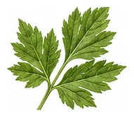 Angelica leaf detail