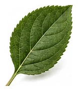 Apple leaf detail
