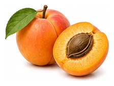 Apricot harvest / detail