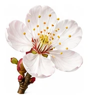 Apricot flower detail
