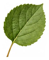 Apricot leaf detail