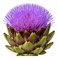 Artichoke flower detail
