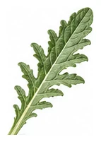 Artichoke leaf detail