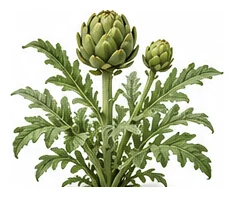 Artichoke whole plant