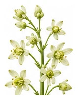 Asparagus flower detail