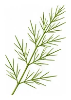 Asparagus leaf detail