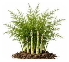 Asparagus whole plant