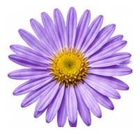Aster, Annual flower detail