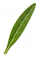 Aster, Annual leaf detail