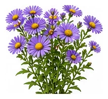 Aster, Annual whole plant