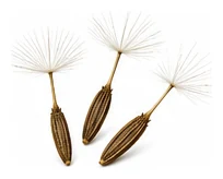 Aster, Perennial harvest / detail