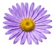 Aster, Perennial flower detail