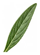 Aster, Perennial leaf detail