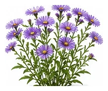 Aster, Perennial whole plant