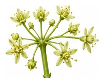 Avocado flower detail