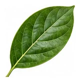 Avocado leaf detail