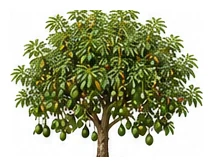 Avocado whole plant