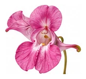 Balsam flower detail