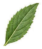 Balsam leaf detail