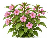 Balsam whole plant