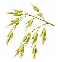 Bamboo flower detail