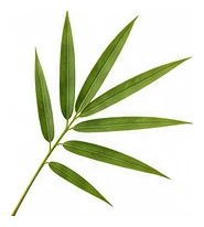 Bamboo leaf detail