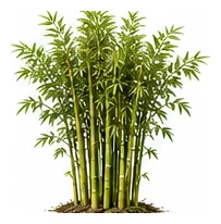 Bamboo whole plant
