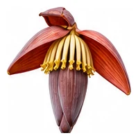 Banana flower detail