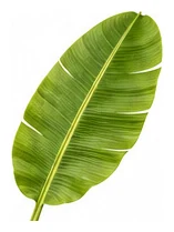 Banana leaf detail