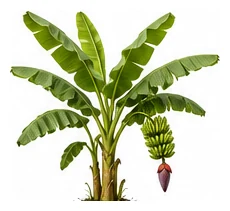 Banana whole plant