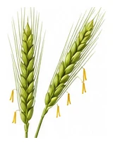 Barley flower detail