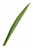 Barley leaf detail